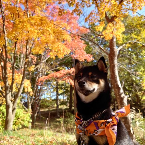 甘噛みがひどく、育犬ノイローゼになりかけました。