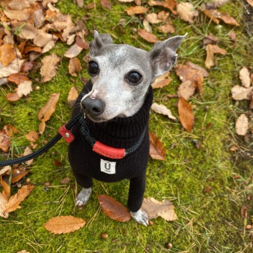 関わり方で本当に愛犬が変わる事を実感しました。