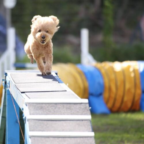 その子に合わせた関わりをきちんと見つけて根気よく関わっているトレーナーは信頼できます！